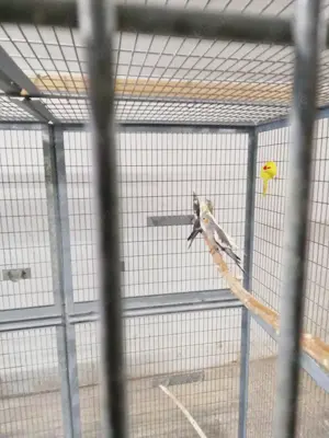 Nymphensittiche jung in vielen Farbvarianten, Ziegensittiche jung gelb, grün gelb Scheck Bild 6