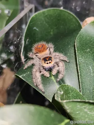 Phidippus regius "Everglades" Springspinnen  Bild 2