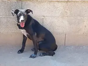 Nerina sucht ihr Zuhause (noch auf Sardinien)