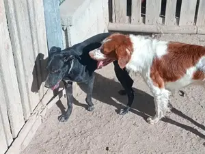 Nerina sucht ihr Zuhause (noch auf Sardinien) Bild 3