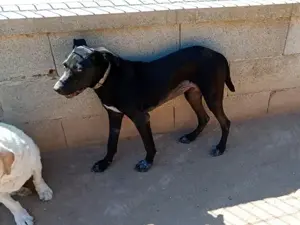 Nerina sucht ihr Zuhause (noch auf Sardinien) Bild 5