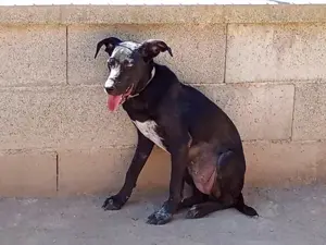 Nerina sucht ihr Zuhause (noch auf Sardinien) Bild 2