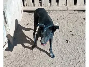 Nerina sucht ihr Zuhause (noch auf Sardinien) Bild 6