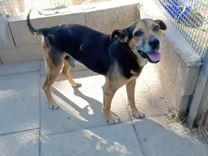 Butz sucht sein Zuhause (noch auf Sardinien)