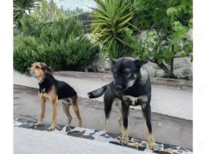 Ryuk sucht sein Zuhause (noch auf Sardinien) Bild 5