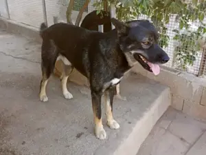 Ryuk sucht sein Zuhause (noch auf Sardinien) Bild 2