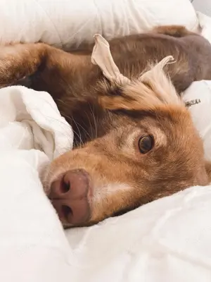 Kuschelhund Barny Bild 3