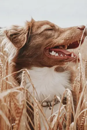 Kuschelhund Barny Bild 2