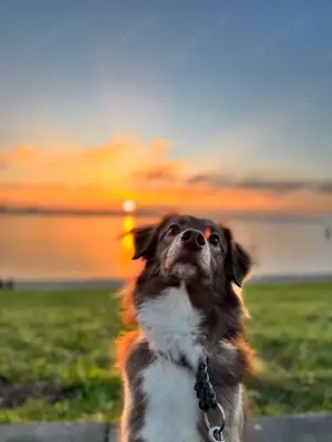 Kuschelhund Barny Bild 7