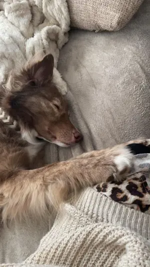 Kuschelhund Barny Bild 6