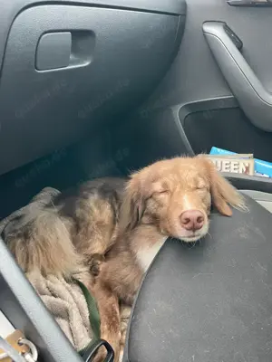 Kuschelhund Barny Bild 8