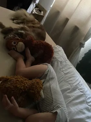 Kuschelhund Barny Bild 9