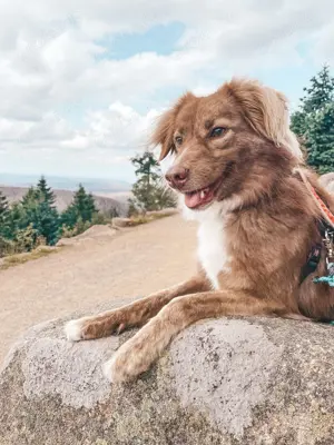 Kuschelhund Barny Bild 10