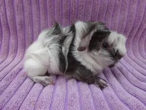 Meerschweinchen aus Hobbyzucht  >>>> Meerschweinchenhobbyzucht-Berlin 