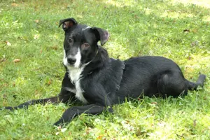 Rübe, 8 Monate - Mischling - Tierhilfe Franken e.V.