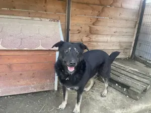 Shadow - eine starke Seele mit weichem Kern sucht sein Zuhause