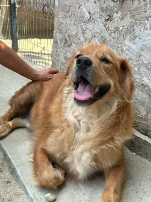 Teddy - ein treues Herz auf der Suche nach einem Neuanfang