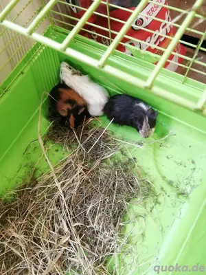 Junge Meerschweine weiblich bunt abzugeben. 