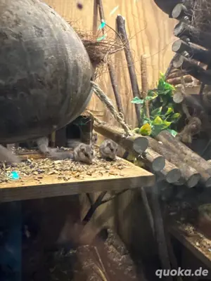 Afrikanische Zwergsiebenschläfer