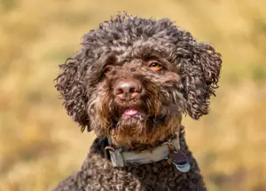 La Cody, 5 Jahre -  Lagotto Romagnolo - Tierhilfe Franken e.V.