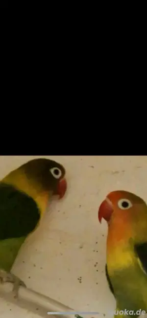 lovebird vogel