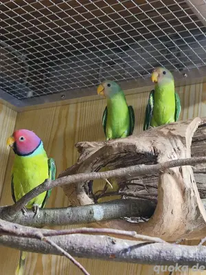 Pflaumenkopfsittiche