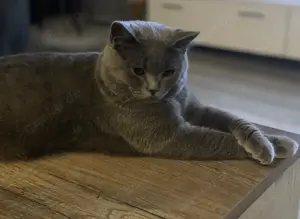 Süßer BKH Kater in Lilac sucht neues Zuhause