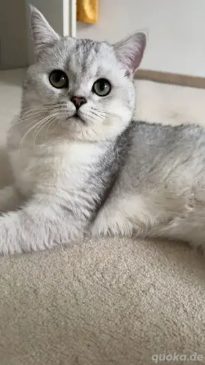 Britisch-Kurzhaar Deckkater 