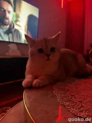 Britisch-Kurzhaar Deckkater 