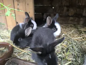 Löwenköpfchen suchen   