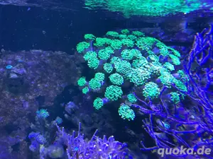 Euphyllia, Koralle, Meerwasser