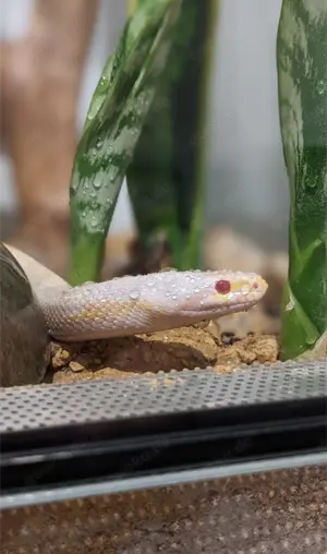 Kornnatter - Snow - 1.0 