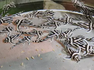 Hypancistrus zebra - L46 - Zebrawels - L-Wels - Aquarium Bild 3