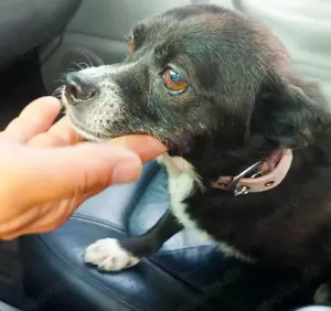 Louisa sehnt sich nach einem richtigen Zuhause Bild 3