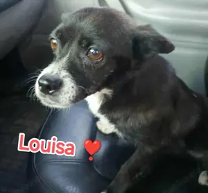 Louisa sehnt sich nach einem richtigen Zuhause Bild 1