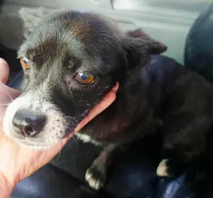 Louisa sehnt sich nach einem richtigen Zuhause Bild 4