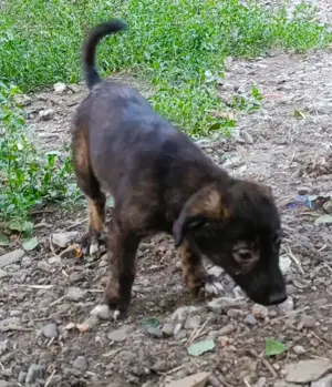 Chioni - schenkst du ihr ein liebevolles Zuhause? Bild 3