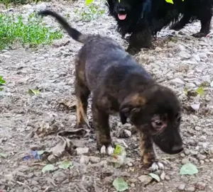 Chioni - schenkst du ihr ein liebevolles Zuhause? Bild 4