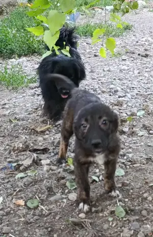 Chioni - schenkst du ihr ein liebevolles Zuhause? Bild 5