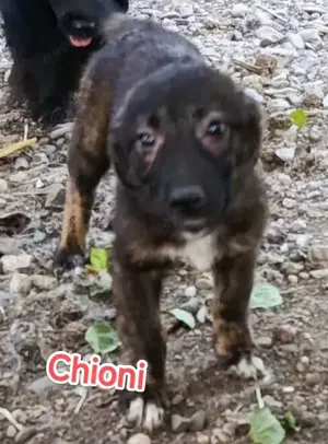 Chioni - schenkst du ihr ein liebevolles Zuhause? Bild 2