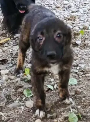 Chioni - schenkst du ihr ein liebevolles Zuhause? Bild 6
