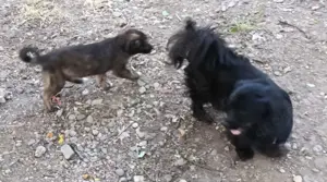 Chioni - schenkst du ihr ein liebevolles Zuhause? Bild 7