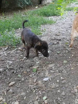 Chioni - schenkst du ihr ein liebevolles Zuhause? Bild 8