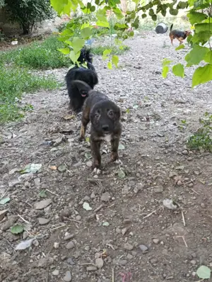 Chioni - schenkst du ihr ein liebevolles Zuhause? Bild 9