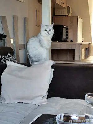 reinrassiger BKH Deckkater silver Shaded 