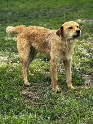 Anton P ca. 52 cm   süßer Strolch auf 4 Pfoten