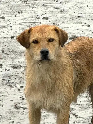 Anton P ca. 52 cm   süßer Strolch auf 4 Pfoten