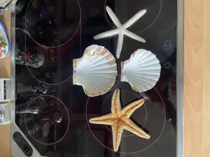 Muscheln Seesterne Deko  je 2 Stück 