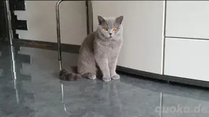 Blue BKH Deckkater B B Blutgruppe ! STAMMBAUM