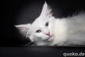 norwegische Waldkatze 